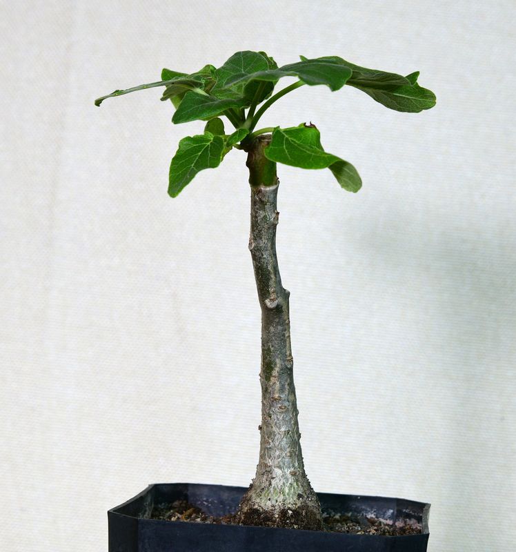 Uncarina hybrid - Dark Magenta young plant with compact growth form