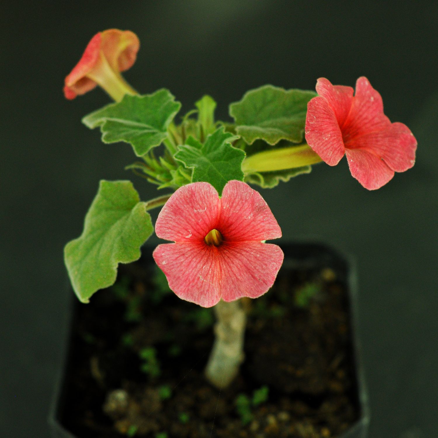 Uncarina hybrid - Dark Magenta in bloom with multiple red flowers