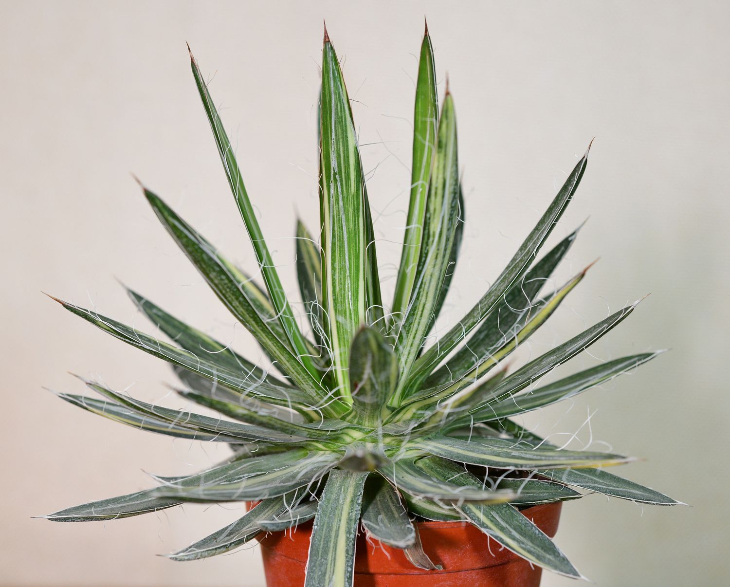 Agave filifera subs. schidigera cv. Shira Ito No Hoi top-down view