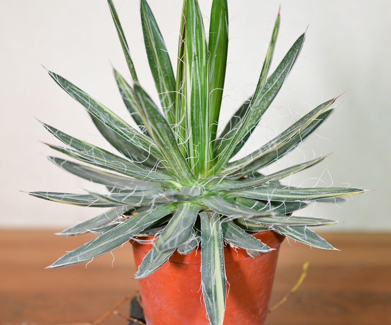 Agave filifera subs. schidigera cv. Shira Ito No Hoi front view in pot