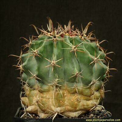 Ferocactus horridus full plant view showing mature specimen
