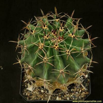 Ferocactus horridus offset angle displaying spine detail
