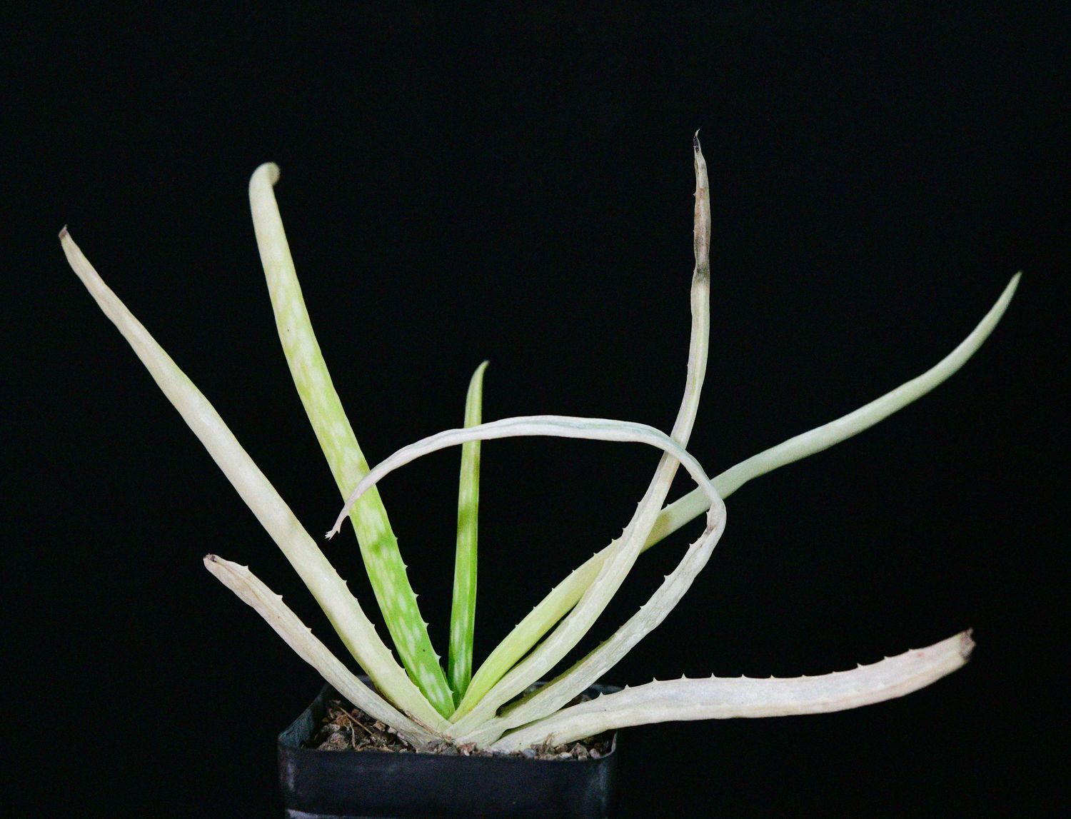 Aloe vera (variegated) full plant view