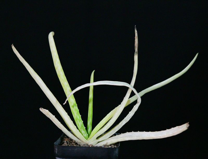 Aloe vera (variegated) Aloe vera (variegated) full plant view