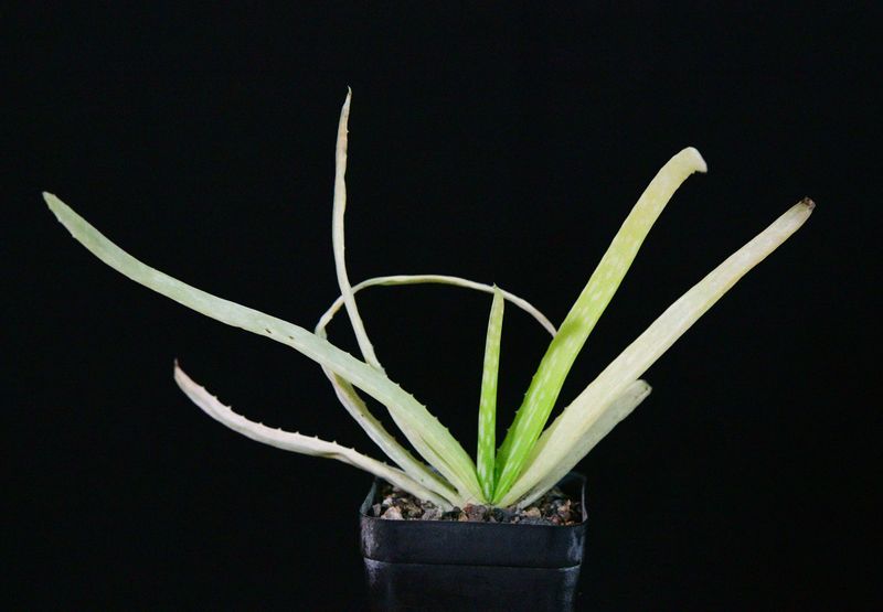 Aloe vera (variegated) side angle