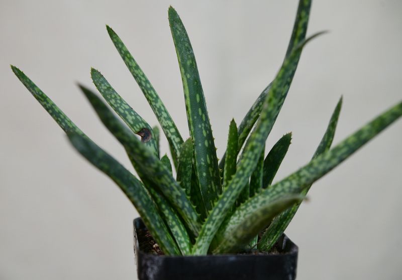 Aloe vera 'Monstrose' (Miniature Clone) Aloe vera 'Monstrose' (Miniature Clone) top-down view