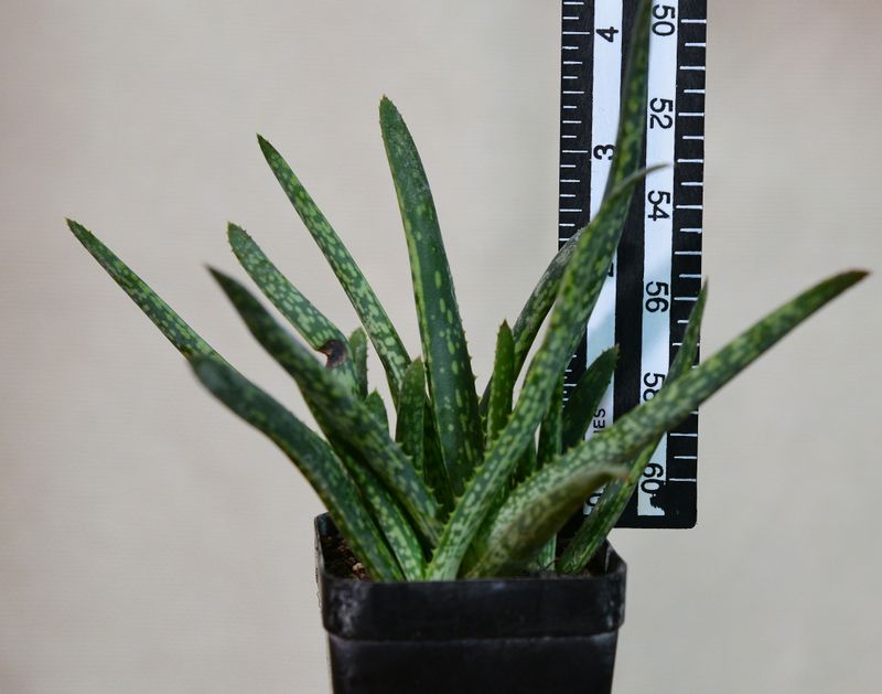 Aloe vera 'Monstrose' (Miniature Clone) with ruler for size reference