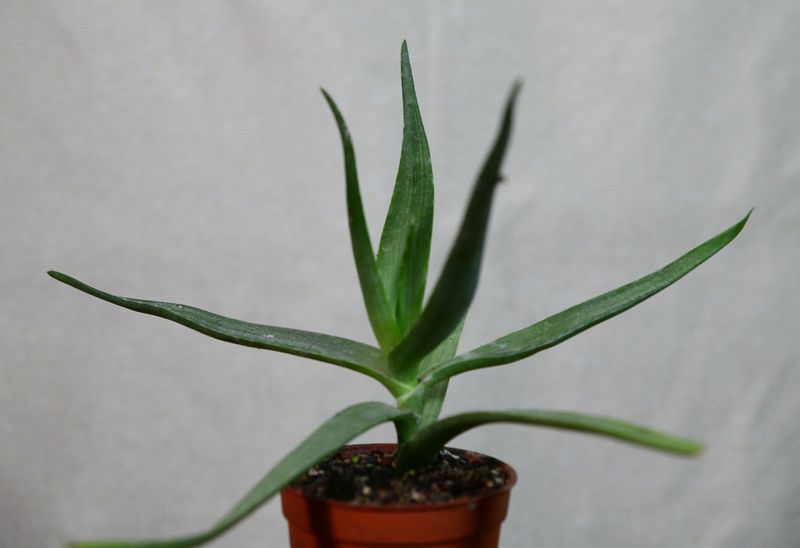 Aloe striata Aloe striata top-down view