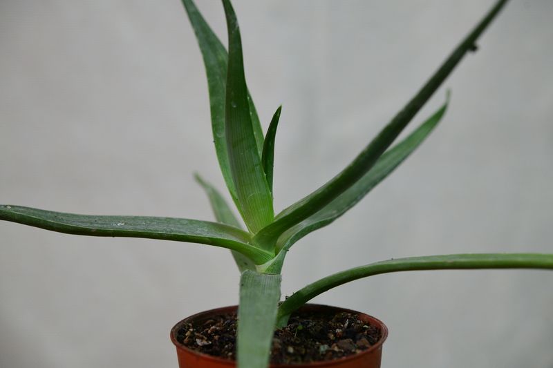 Aloe striata side view showing stem