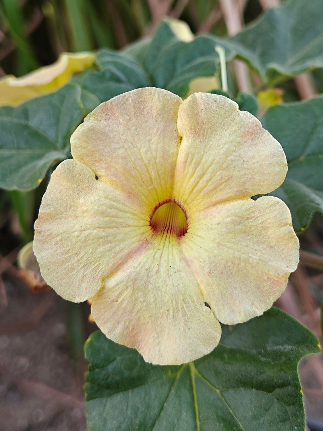 Uncarina Hybrid 'Vanilla Sunburst' Uncarina Hybrid 'Vanilla Sunburst' in bloom with pale yellow flower and red center