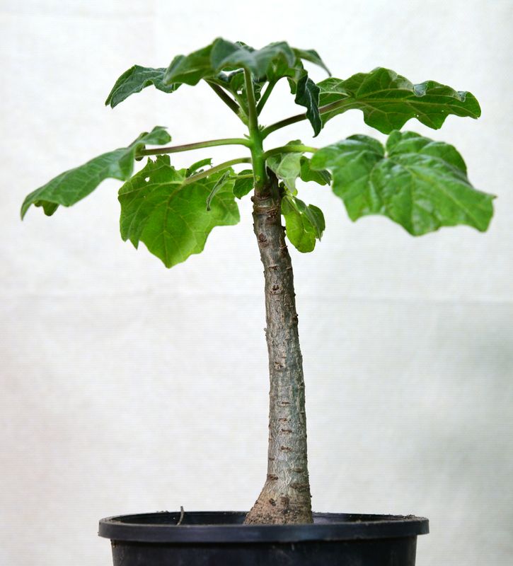 Uncarina Hybrid 'Marigold Ember' young potted specimen with thick central stem