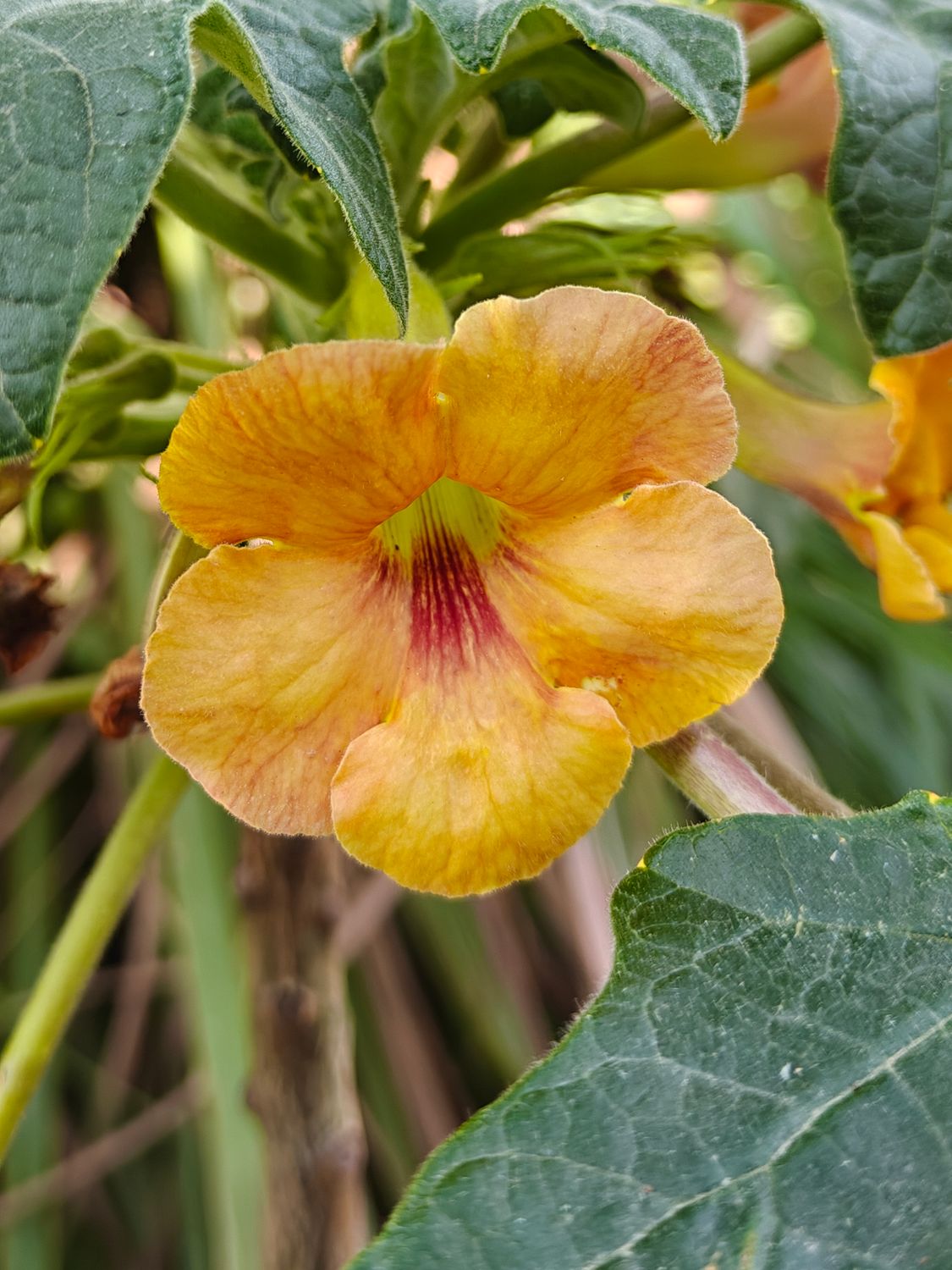 Uncarina Hybrid 'Marigold Ember' close-up of golden-yellow flower with burgundy throat