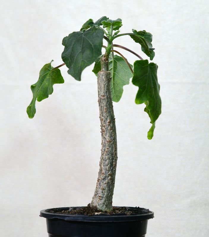 Uncarina Hybrid 'Copper Tiger' potted seedling with drooping leaves