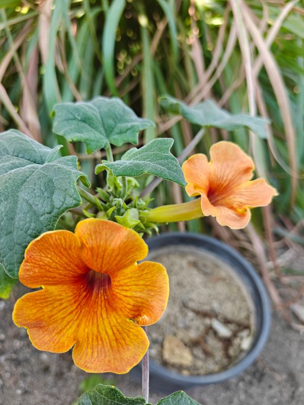 Uncarina Hybrid 'Copper Tiger' flowering plant with multiple blooms