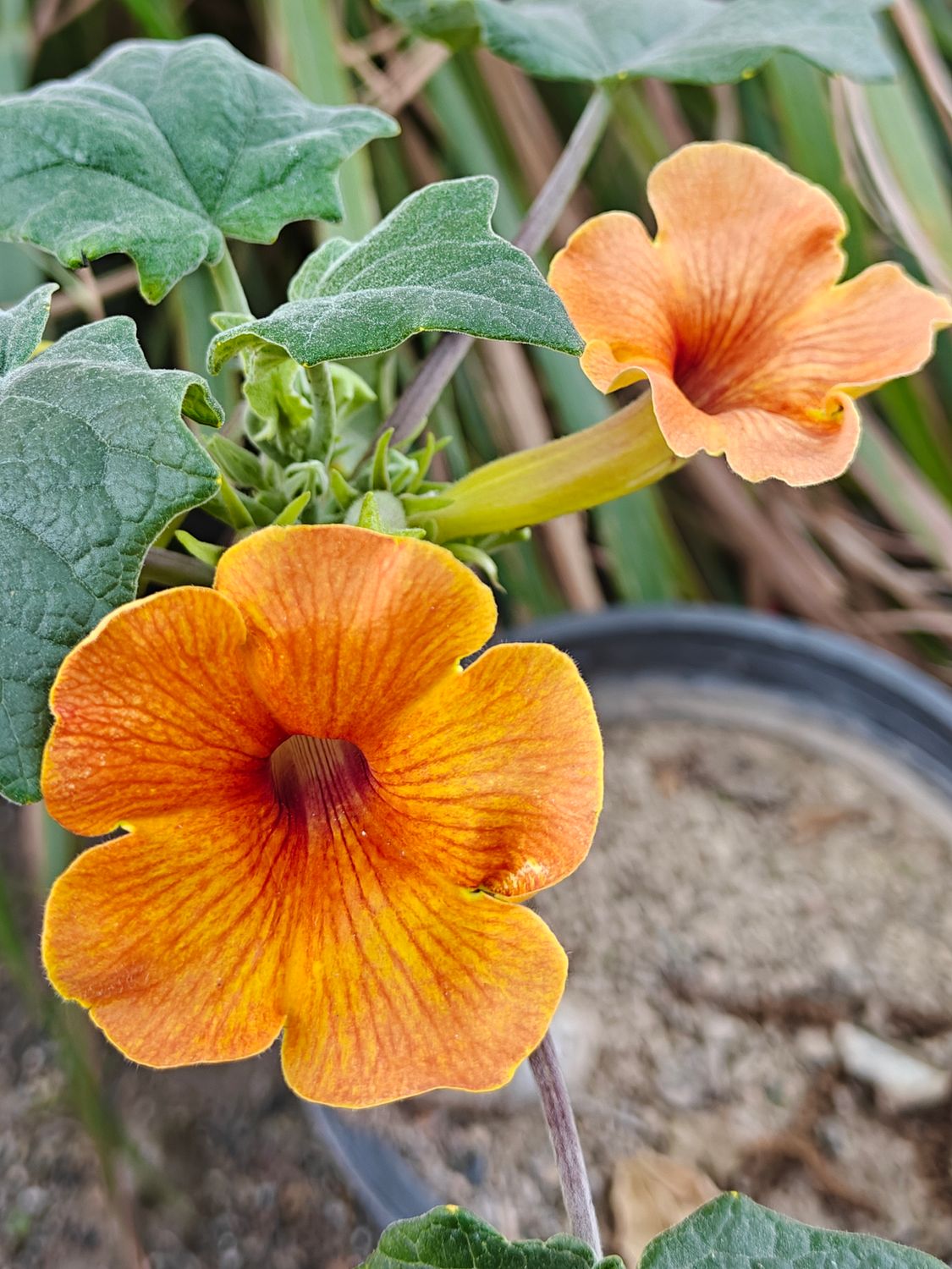 Uncarina Hybrid 'Copper Tiger' in bloom with orange-red flowers