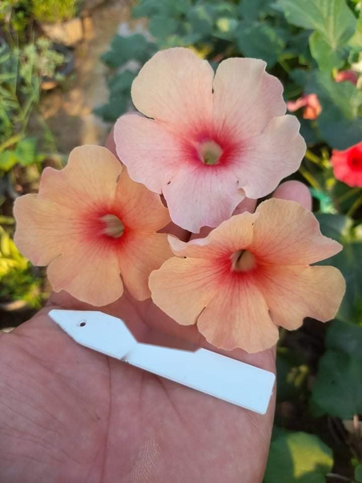 Uncarina Hybrid 'Chameleon Blush' three blooms in varying shades held in hand