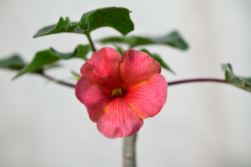 Uncarina Hybrid 'Chameleon Blush' Uncarina Hybrid 'Chameleon Blush' bright pink flower close-up
