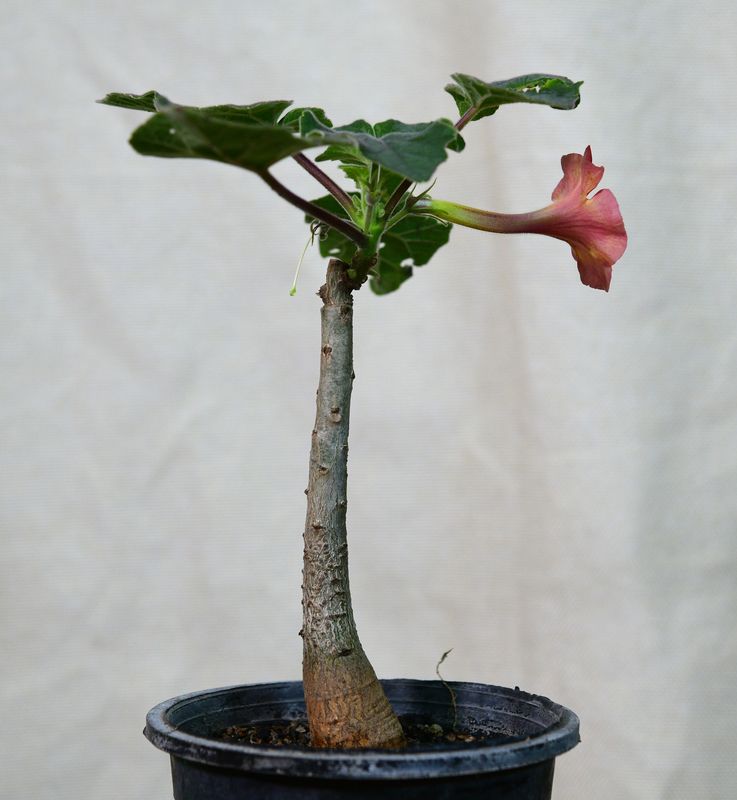 Uncarina Hybrid 'Chameleon Blush' potted specimen with single bloom