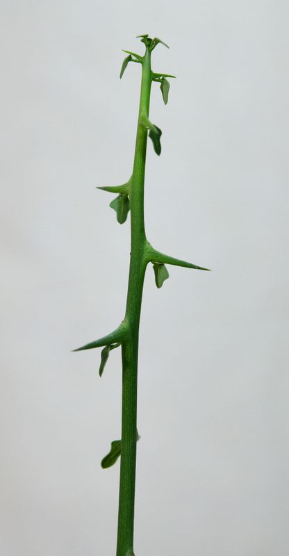 Adenia globosa Adenia globosa tall upright stem view