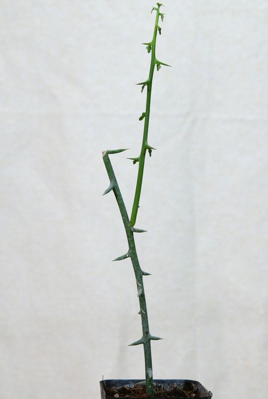 Adenia globosa in nursery pot