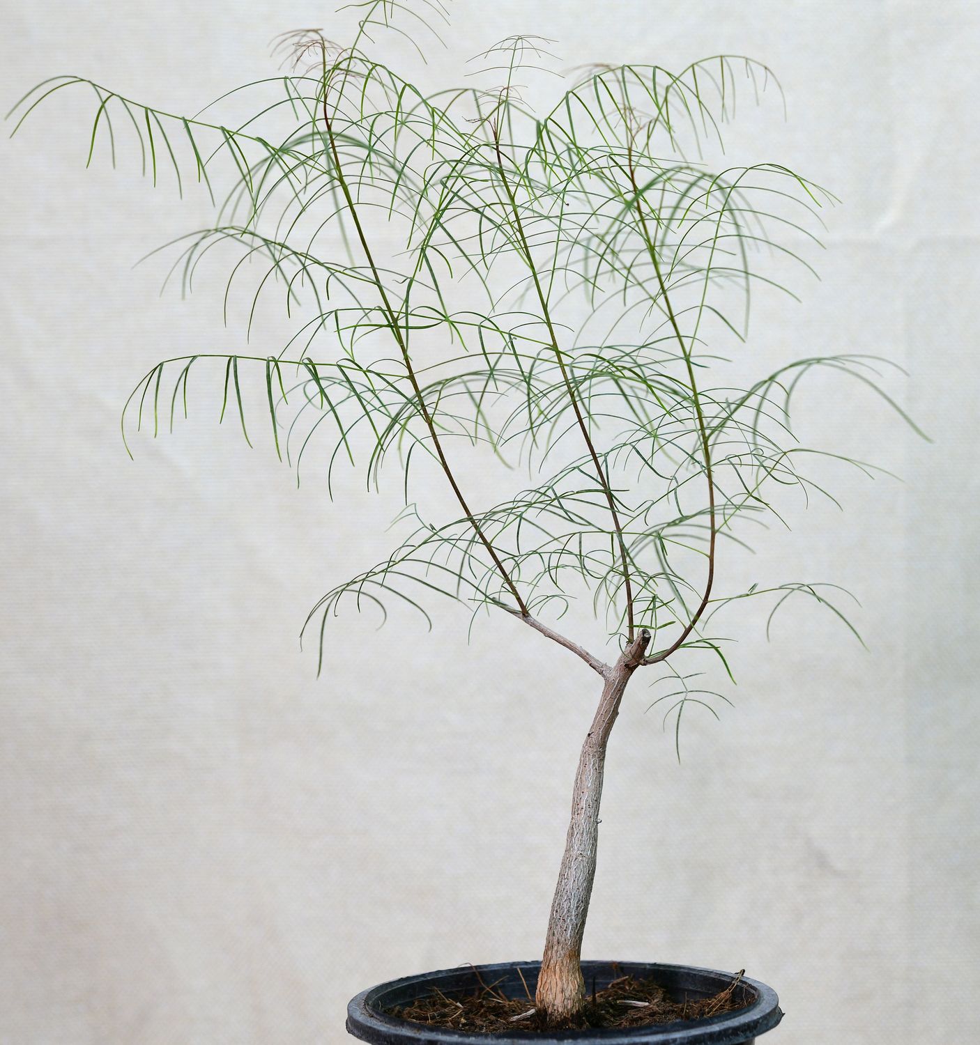 Bursera paradoxa full plant overview in pot