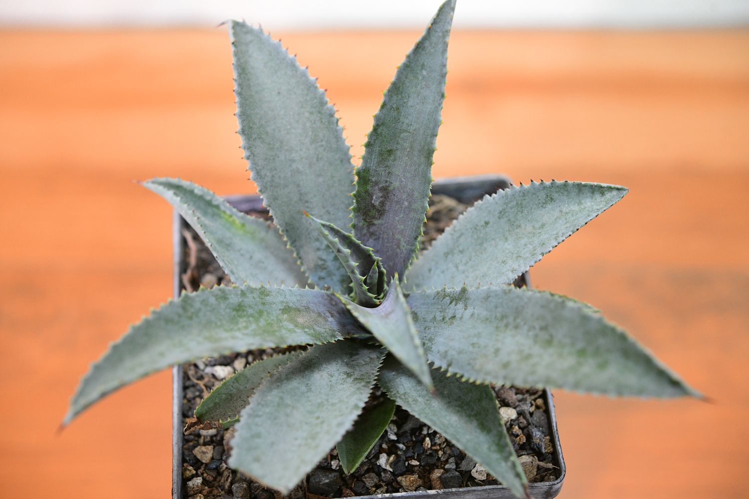Mangave Silver Fox top-down view in pot