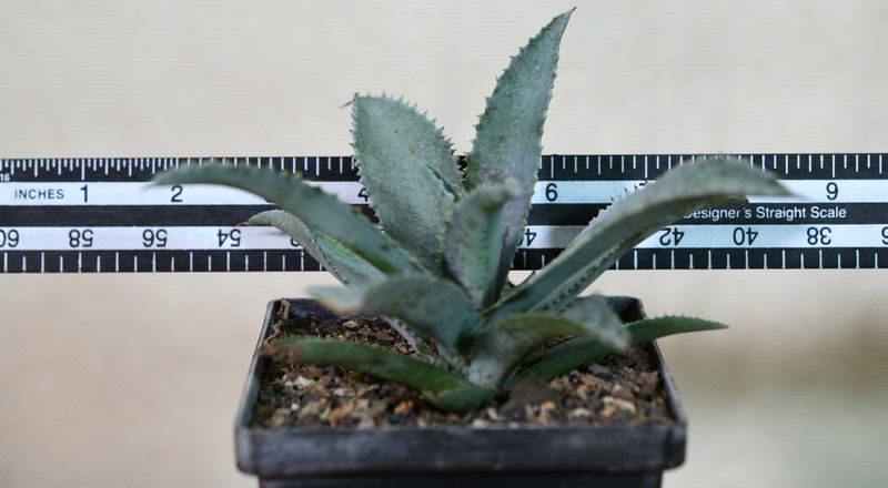 Mangave Silver Fox with ruler for size reference
