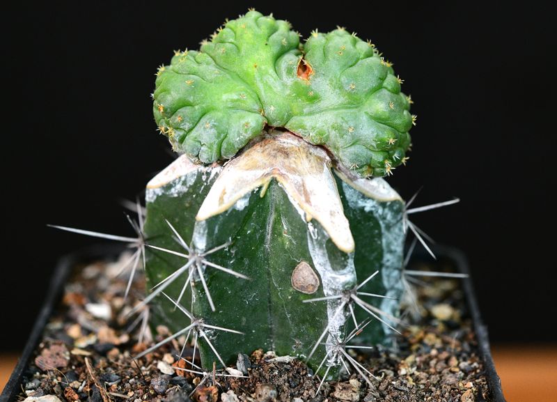 Coryphantha elephantidens f. cristata — Crested Elephant's Tooth Coryphantha elephantidens f. cristata — Crested Elephant's Tooth front view
