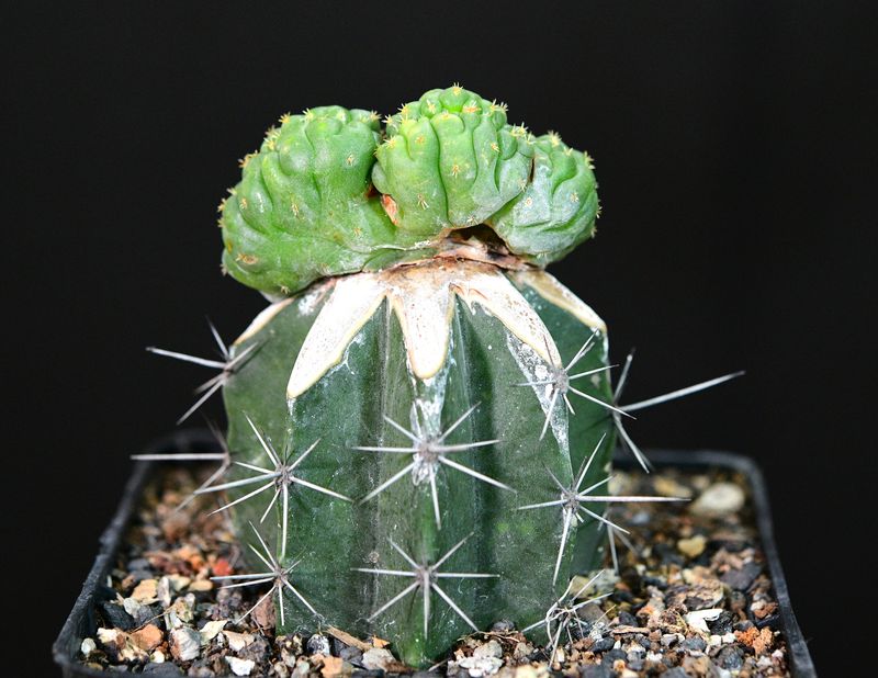 Coryphantha elephantidens f. cristata — Crested Elephant's Tooth side angle