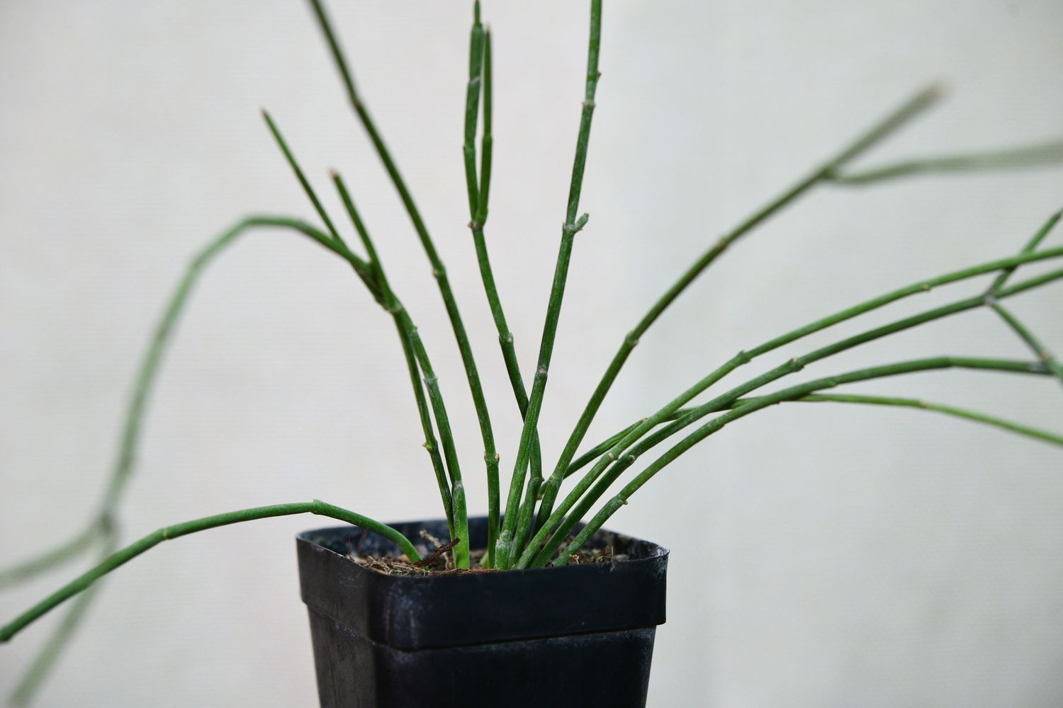 Sarcostemma vanlessenii plant overview