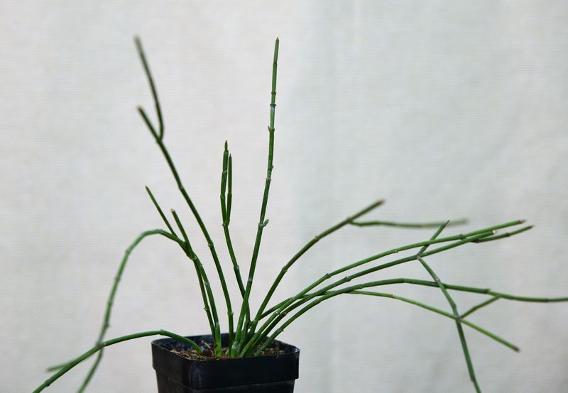 Sarcostemma vanlessenii potted plant side angle