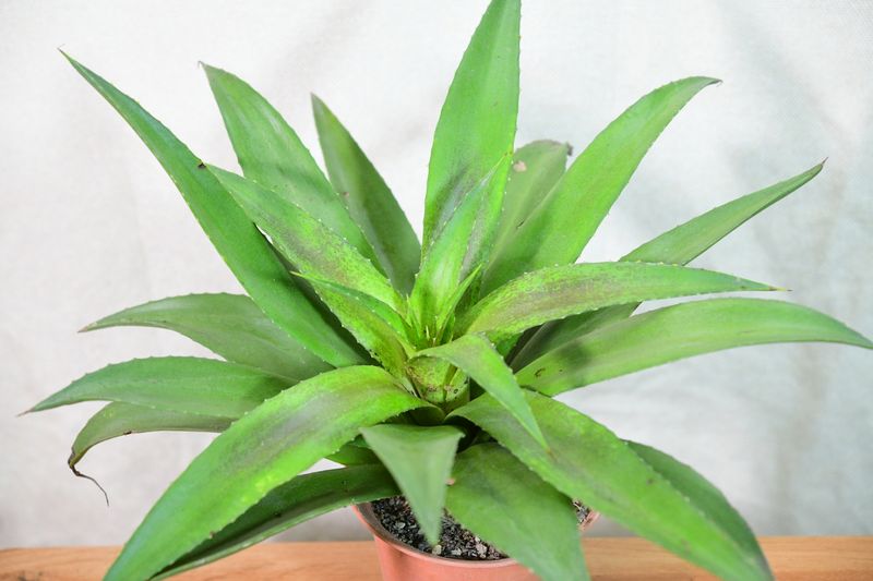 Mangave Blazing Saddles potted plant side view