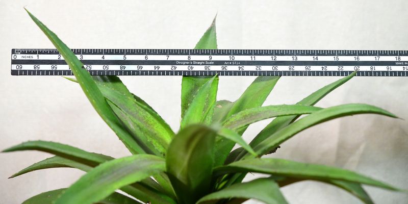Mangave Blazing Saddles with ruler for size reference