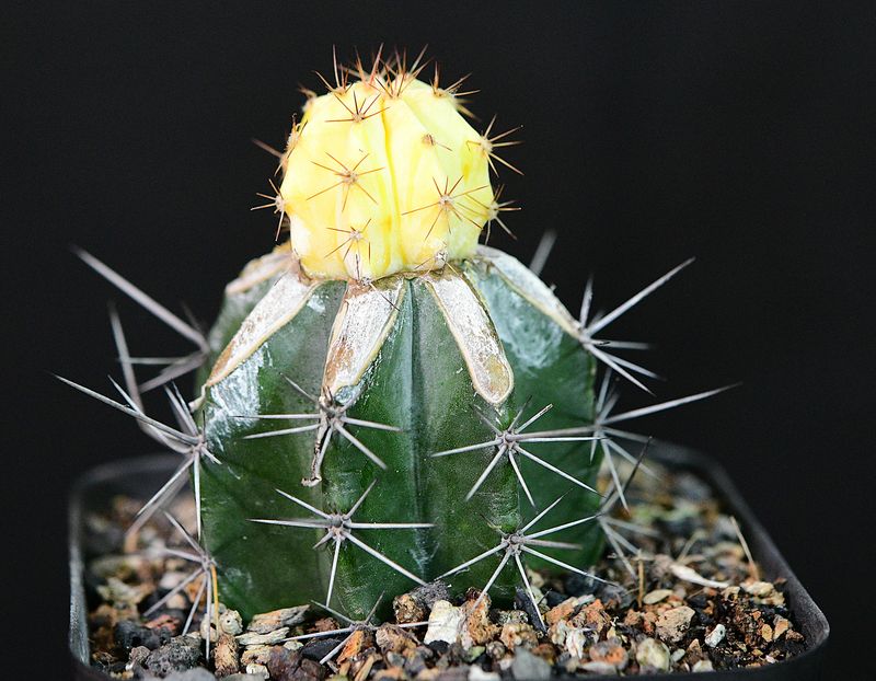 Echinocereus viereckii variegated in nursery pot with soil