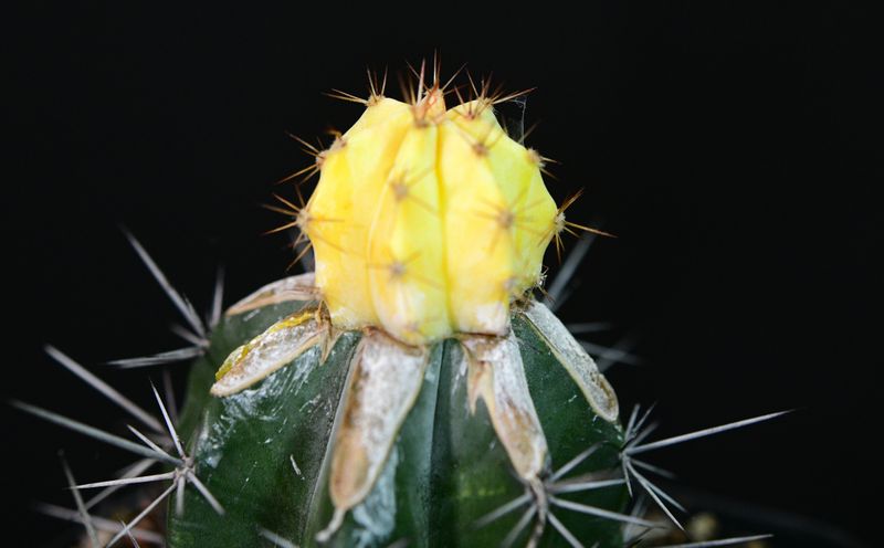 Echinocereus viereckii variegated close-up of flowering crown