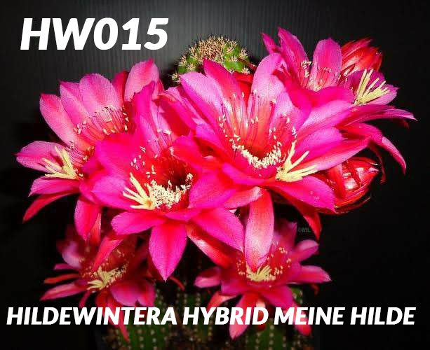 Hildewintera hybrid Meine Hilde in full bloom with bright pink flowers