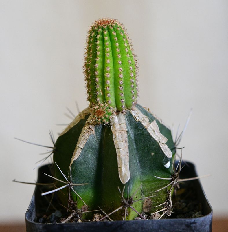 Hildewintera hybrid Meine Hilde potted specimen with ruler for size reference