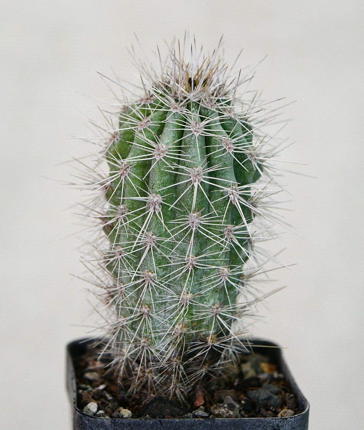 Pachycereus pringlei f. cristatus Pachycereus pringlei f. cristatus