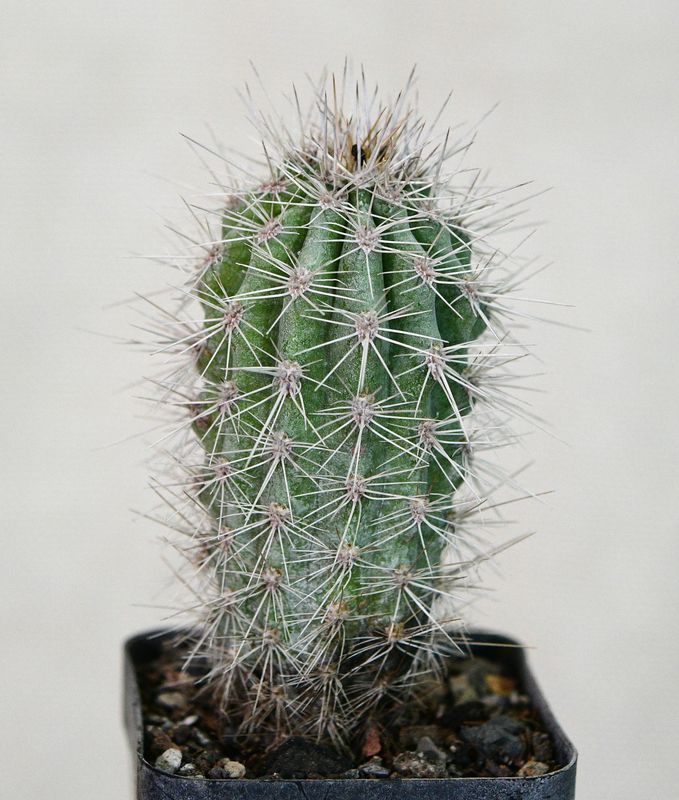 Pachycereus pringlei f. cristatus