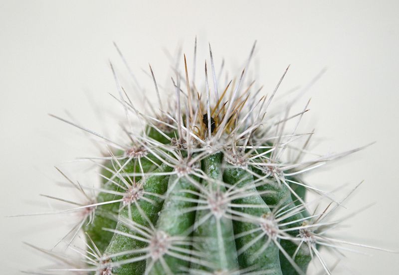Pachycereus pringlei f. cristatus