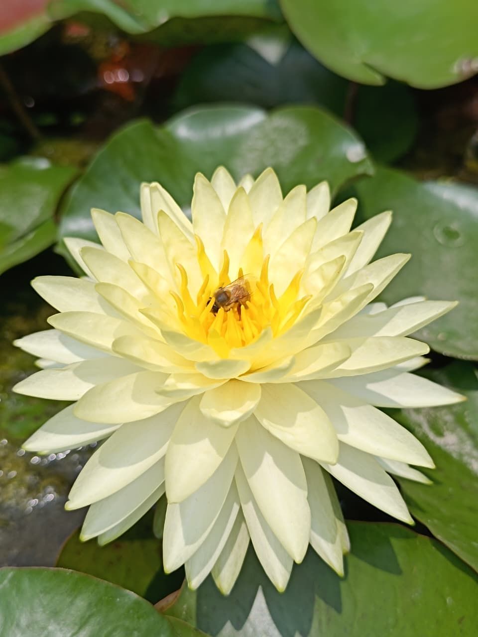 Puttaraksa ( Water Lilly)  Nymphaea in full bloom with pale yellow petals and dark center
