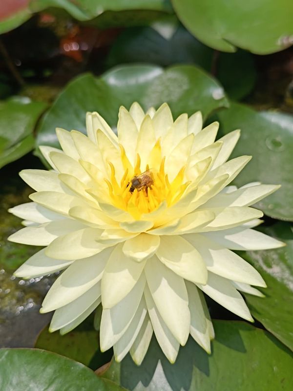 Puttaraksa ( Water Lilly) Nymphaea Puttaraksa ( Water Lilly) Nymphaea in full bloom with pale yellow petals and dark center