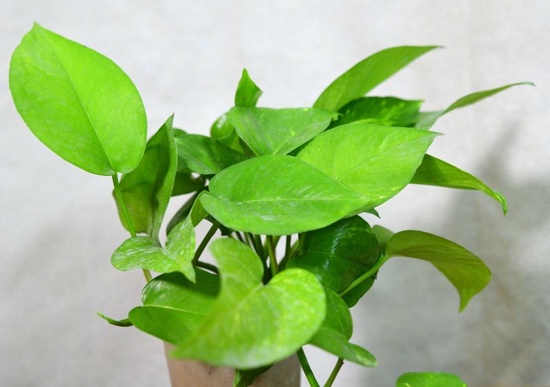 Epipremmum Aureum(Authos) potted plant overview