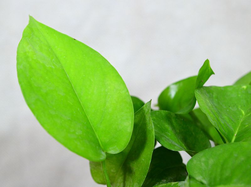 Epipremmum Aureum(Authos) close-up of foliage