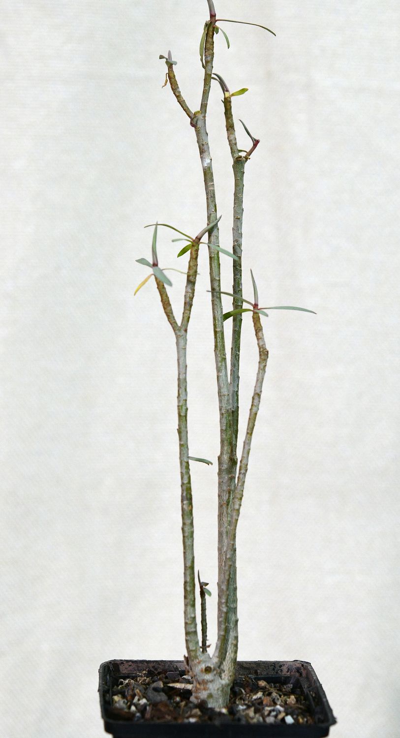 Euphorbia balsamefera