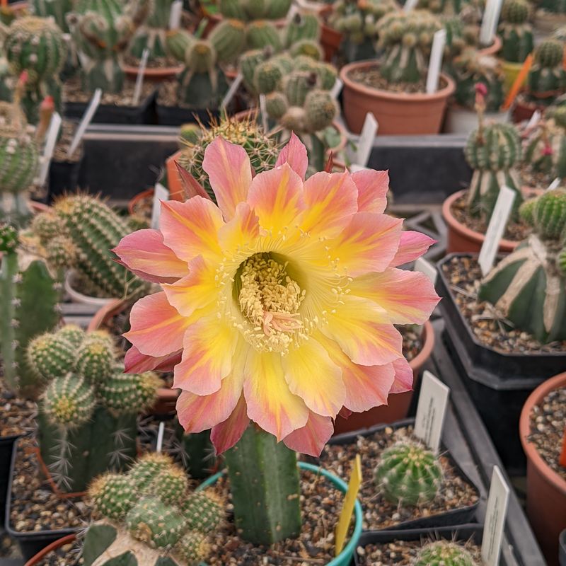 Echinopsis Hybrid Gold Rose flowering plant close-up of bloom