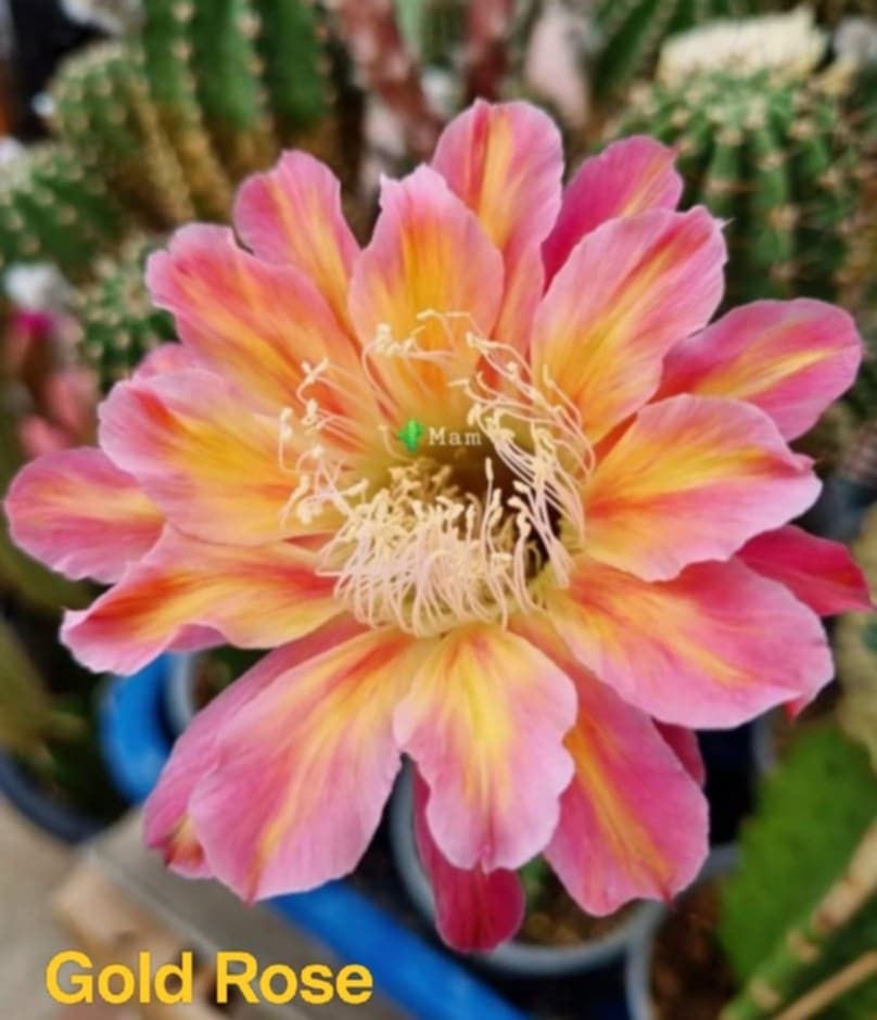 Echinopsis Hybrid Gold Rose in full bloom with layered petals
