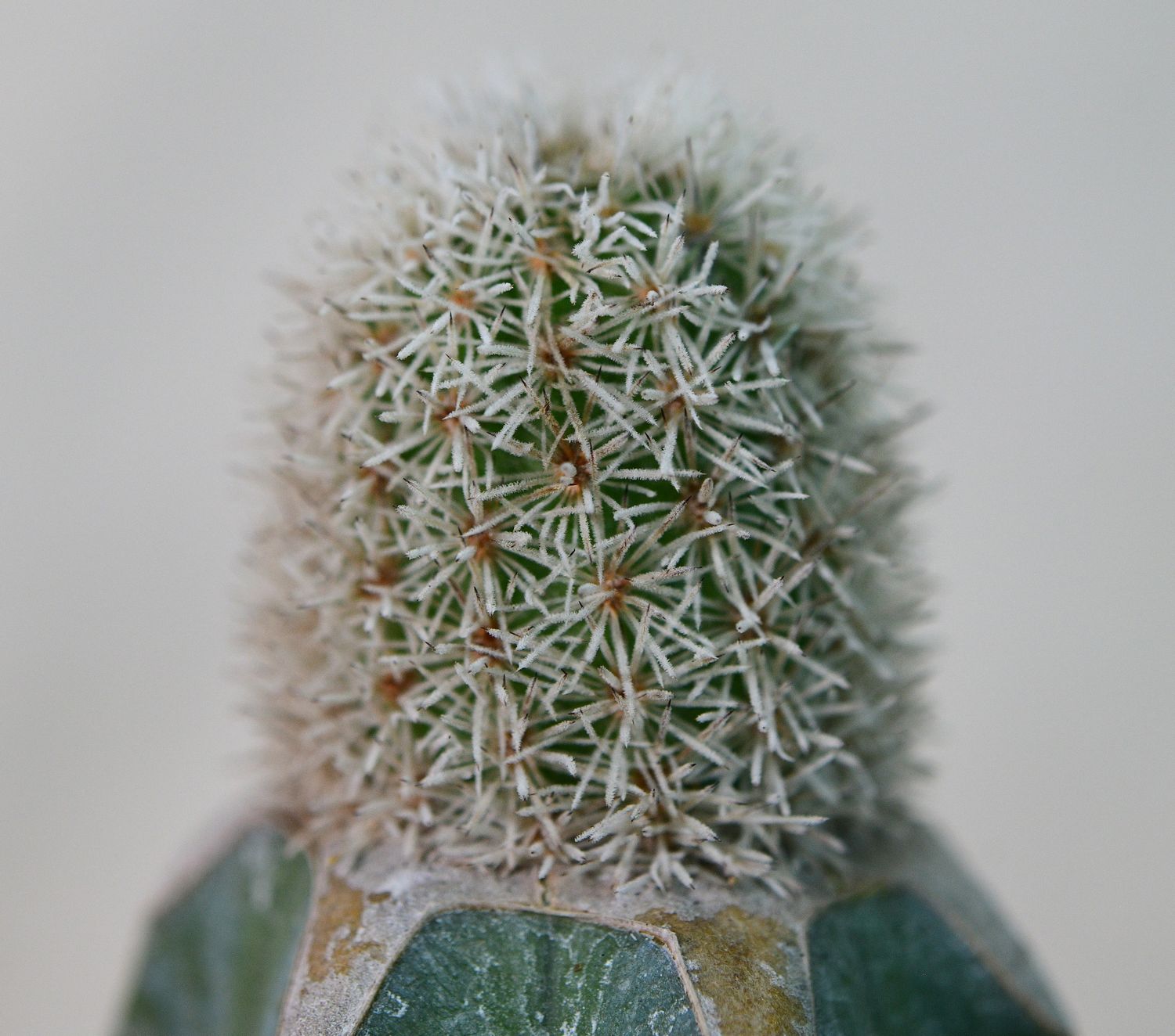 Haageocereus lanugispinus f. cristata (Grafted Cutting) close-up of dense spines