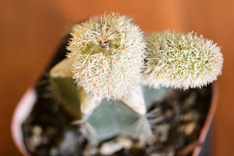 Haageocereus lanugispinus f. cristata (Grafted Cutting) close-up of flowering heads