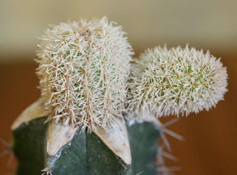 Haageocereus lanugispinus f. cristata (Grafted Cutting) Haageocereus lanugispinus f. cristata (Grafted Cutting) with paired flower buds